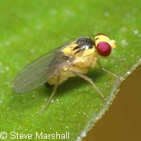 Agromyzidae: Mouche mineuse (Liriomyza sp.)