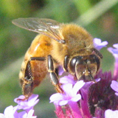 Famille Apidae: Abeille domestique