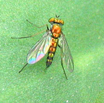 Dolichopodidae: Condylostylus sp.