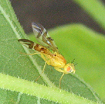 Tephritidae: Mouche du tournesol (Strauzia longipennis)