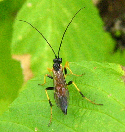 Famille Ichneumonidae