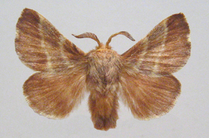 Lasiocampidae: Livrée d'Amérique (Malacosoma americanum)