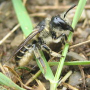 Megachile: abeille découpeuse de feuilles