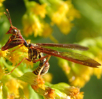 Famille Mantispidae: Climaciella brunnea