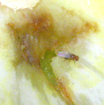 Drosophilidae: Drosophila melanogaster