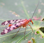 Ordre Mecoptera