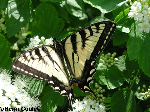 Les Insectes De Nos Jardins Papillons Papilionidae