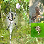 Classe Arachnides: Ordre Araneae (Araignées)