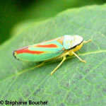 Famille Cicadellidae: Cicadelles