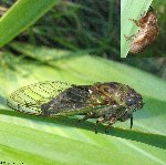 Famille Cicadidae: Cigales
