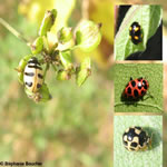 Famille Coccinellidae: Coccinelles