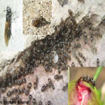 Famille Formicidae: Fourmis