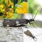 Ordre Neuroptera: Chrysopes, mantispides, corydales, etc. Photo: Henri Goulet)