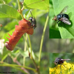 Famille Tachinidae: Tachinides (Photo: Henri Goulet)
